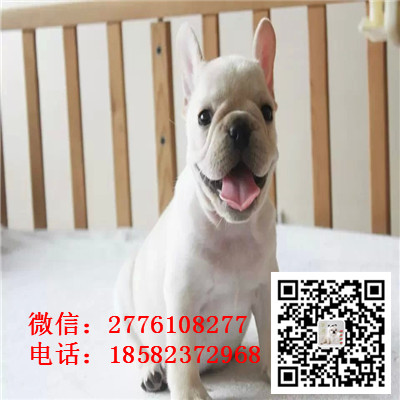 济南哪里有纯种健康的法国斗牛犬出售 法牛幼