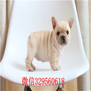 聊城出售纯种奶油色法斗犬白色法牛高品质法斗