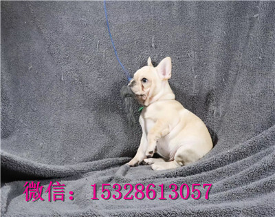 青岛哪里有斗牛卖红色法牛幼犬大鼻筋法牛价格法牛培育基地