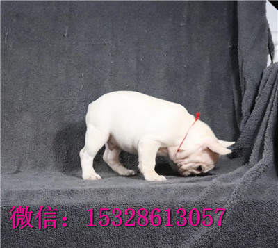 延安1哪里有法国斗牛犬卖赛级法牛多少钱黑色法牛幼犬螺丝尾斗牛犬