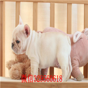 辽阳哪里能买到法斗红色法斗法牛多少钱一只斗牛犬犬舍