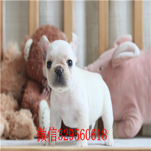 辽阳哪里能买到法斗红色法斗法牛多少钱一只斗牛犬犬舍