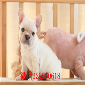 哈尔滨出售纯种奶油色法斗犬红色法斗双血统法