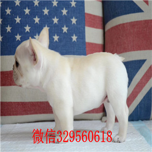 汕头哪里有卖斗牛犬白色法牛斗牛犬多少钱一只斗牛犬价格