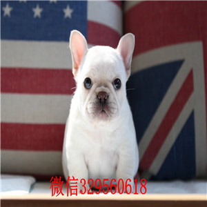 南昌哪里卖法国斗牛犬法牛幼犬南昌法斗多少钱