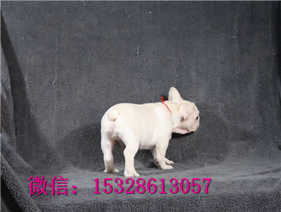 青岛哪里有斗牛卖红色法牛幼犬大鼻筋法牛价格法牛培育基地