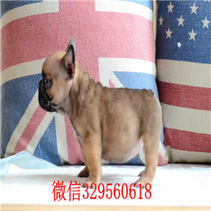 平顶山出售纯种奶油色法斗犬白色法牛高品质法