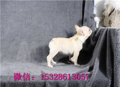 无锡1哪里有法国斗牛犬卖双血统法牛价格白色法国斗牛犬幼犬螺丝尾斗牛犬