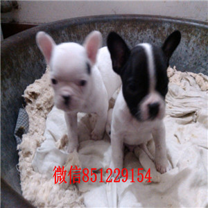 南昌斗牛犬基地在哪，斗牛犬多少钱一只