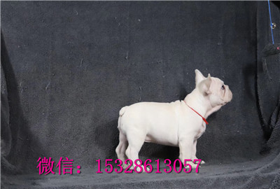 大连哪里有斗牛卖黑色法斗幼犬大鼻筋法牛价格