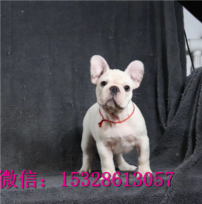 武威哪里有法牛出售黑色法斗幼犬高品质双血统