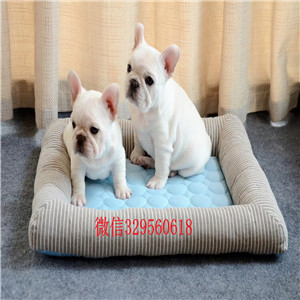 佳木斯出售纯种斗牛犬哪里有卖法牛哪里卖法国斗牛犬多少钱奶油色法国斗牛犬