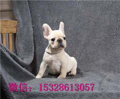 南昌哪里法牛便宜黑色法斗幼犬纯种法斗价格赛