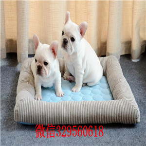 昌吉哪里有卖纯种法斗红色法斗法牛多少钱一只