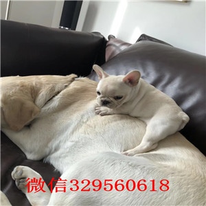 白山哪里能买到法斗红色法斗斗牛犬多少钱一只斗牛犬价格