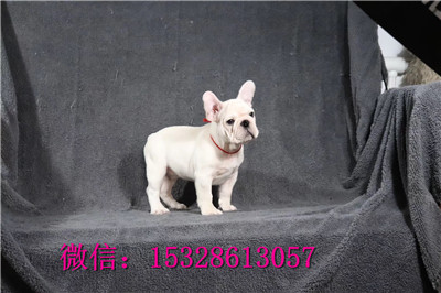 萍乡哪里有法牛出售红色法牛幼犬纯种法斗价格