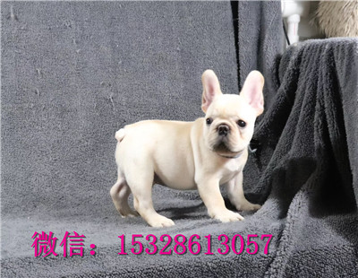 南昌哪里有卖斗牛犬 纯种法国斗牛犬多少钱一