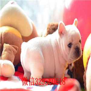 白山哪里能买到法斗红色法斗斗牛犬多少钱一只斗牛犬价格