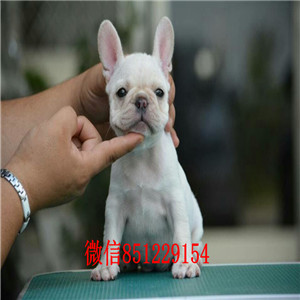 济南犬舍繁殖 斗牛犬 纯种健康 协议质保 送货