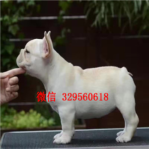 汕头出售纯种法国斗牛犬  斗牛犬多少钱一只 奶油色法国斗牛犬