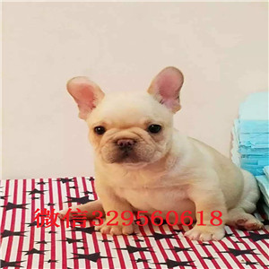 林芝 本地犬舍法国斗牛犬法牛  法国斗牛犬出