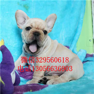  漯河哪里有犬舍出售纯种法国斗牛犬斗牛犬多