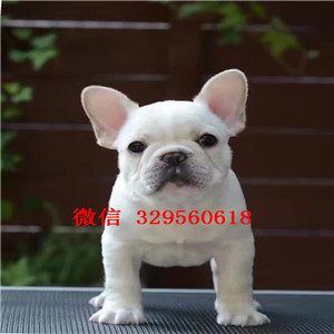 汕头出售纯种法国斗牛犬  斗牛犬多少钱一只 奶油色法国斗牛犬