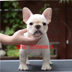  河南焦作法斗多少钱 奶油色法斗 双血统法斗 