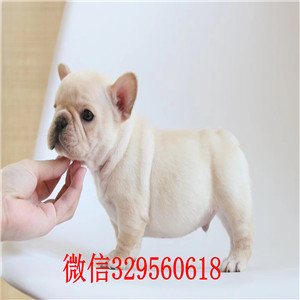 沧州斗牛犬出售 沧州哪里有卖纯种法国斗牛犬  奶白色法国斗牛犬