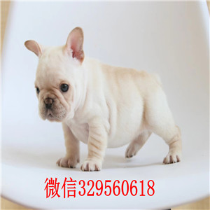 沧州斗牛犬出售 沧州哪里有卖纯种法国斗牛犬  奶白色法国斗牛犬
