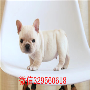 沧州斗牛犬出售 沧州哪里有卖纯种法国斗牛犬  奶白色法国斗牛犬