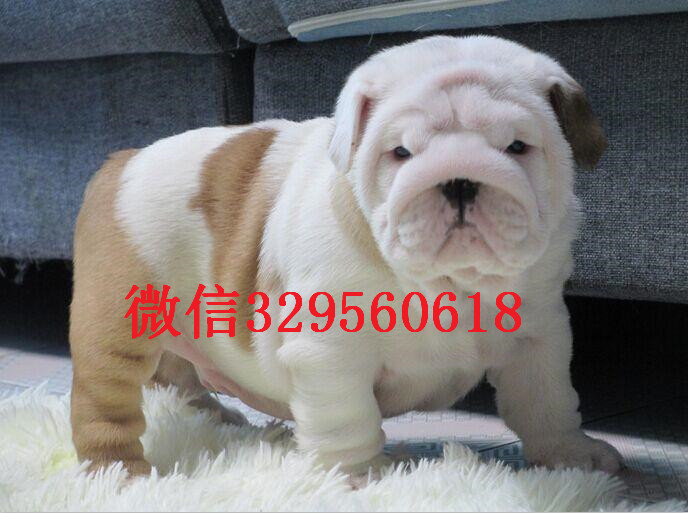  黑龙江黑河英斗多少钱一只 黄白花英斗价格 