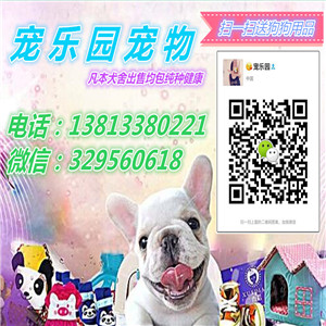 四平哪里出售法国斗牛犬幼犬四平法牛多少钱一