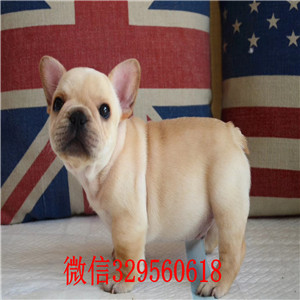   荆州哪里有卖斗牛犬法牛图片斗牛犬价格奶油色法国斗牛犬法牛多少钱一只