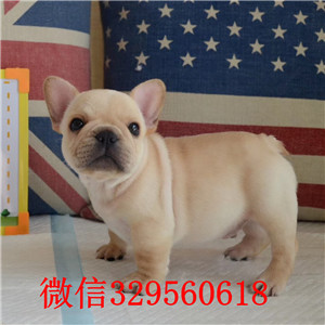   荆州哪里有卖斗牛犬法牛图片斗牛犬价格奶油色法国斗牛犬法牛多少钱一只