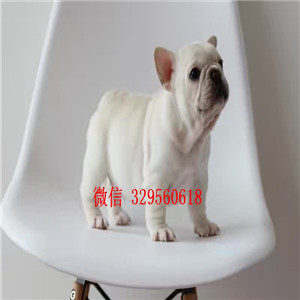   甘孜哪里出售法国斗牛犬幼犬甘孜哪里能买到