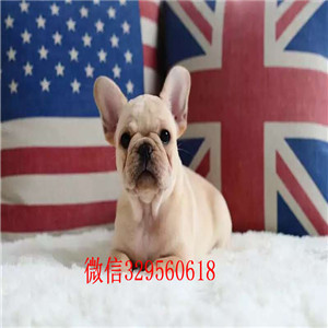  哈尔滨哪里能买到斗牛犬短体法斗奶油色法国