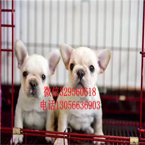  扬州专业繁殖斗牛犬法牛图片斗牛犬价格奶白