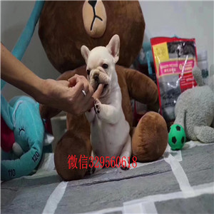 白山哪里能买到法斗专业繁育法国斗牛犬法国斗