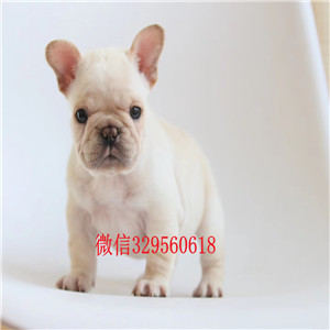 潍坊出售纯种法国斗牛犬纯种奶油法斗多少钱出