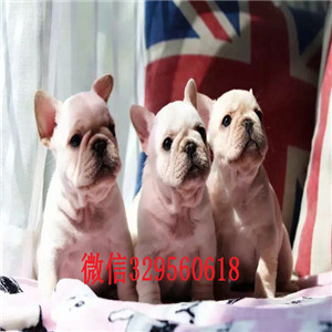陇南哪里能买到斗牛犬法国斗牛犬出售奶油色法