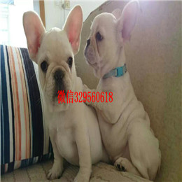  福州哪里能买到纯种的法国斗牛犬虎斑法牛一