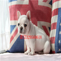  焦作哪里能买到斗牛犬法牛图片斗牛犬价格奶油色法国斗牛犬法牛多少钱一只