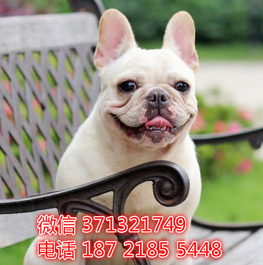 法斗出售，奶油色小斗牛犬狗狗，健康 长沙基地直