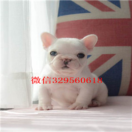  周口哪里能买到纯种的法国斗牛犬虎斑法牛小