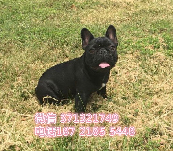 法斗出售 厦门本地专业繁殖发法国斗牛犬狗狗 