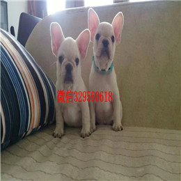  福州哪里能买到纯种的法国斗牛犬虎斑法牛一道筋法国斗牛犬法国斗牛犬图片