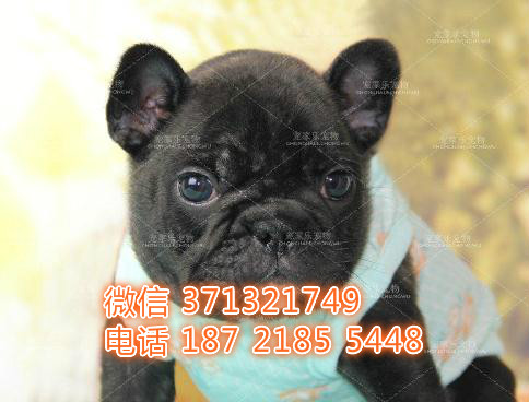 法斗出售，黑色小斗牛犬，超迷人法斗 青岛犬舍