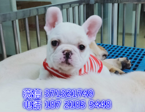 法斗 重庆法斗 法国斗牛犬 白色一窝 基地直销