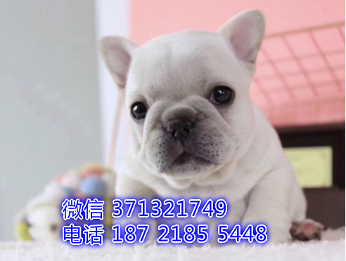 法斗出售纯种幼犬 奶油色的小短腿法国斗牛 南